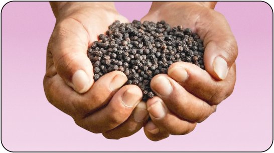 Black Pepper: Spice Up Your Life - Peak