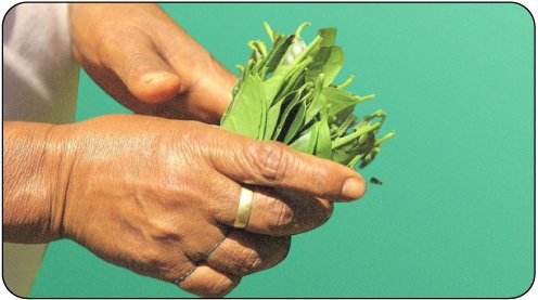 Guayusa: The Amazonian Super-Leaf - Peak