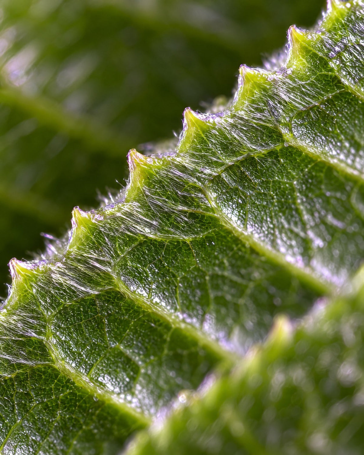 Close-up of a young tea leaf